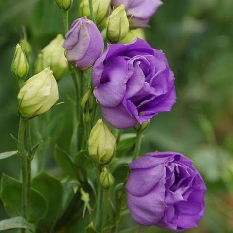Photo: S.A. Carnations PTY LTD